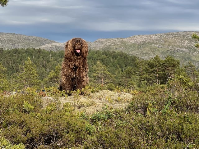 Portuguese Water Dog