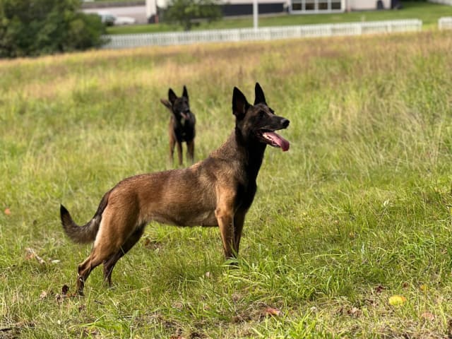 Belgian Malinois