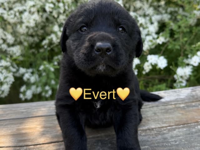 Joytriever