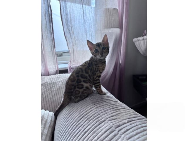 Bengal · Grästorp · SE*Pawspots