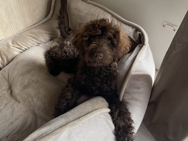 Labradoodle · Nol · Lyckliga Vovven
