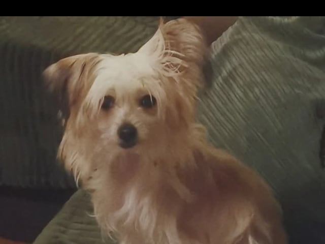 Chinese Crested Dog