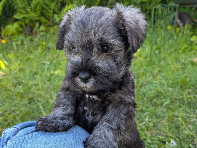Miniature Schnauzer · Oslo · Anne Kristin Wichstrøm