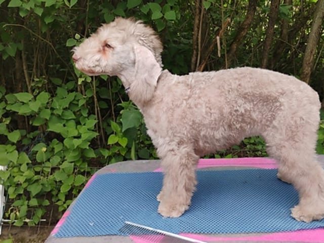 Bedlington Terrier