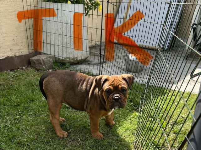 Olde English Bulldogge · Malmö · Ulrika L.