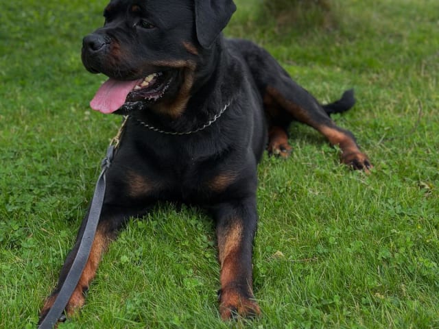 Rottweiler · Olofstorp · Levarotto's kennel