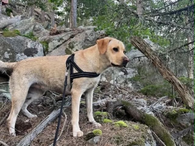 Labrador retriever · Hobøl · Lea Madeleine Kristiansen