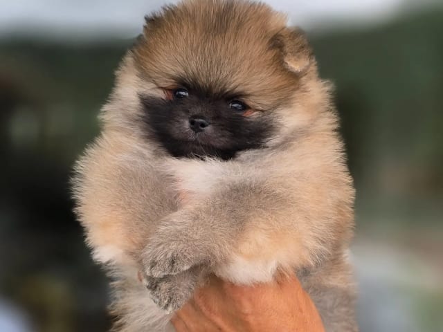 Pomeranian