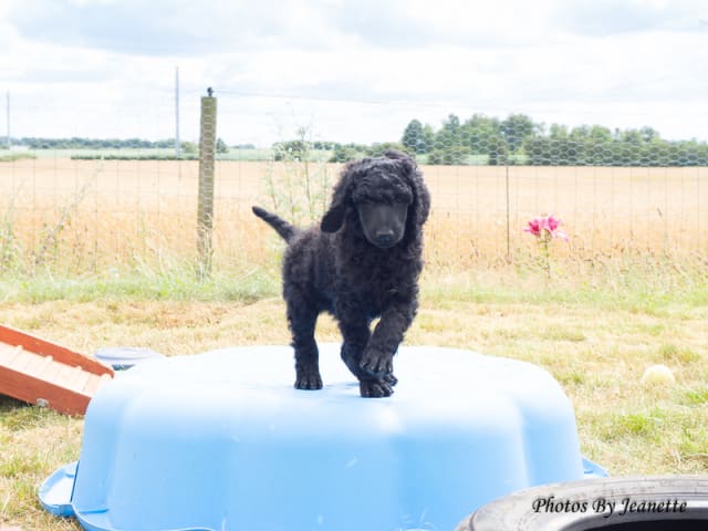 Standard Poodle