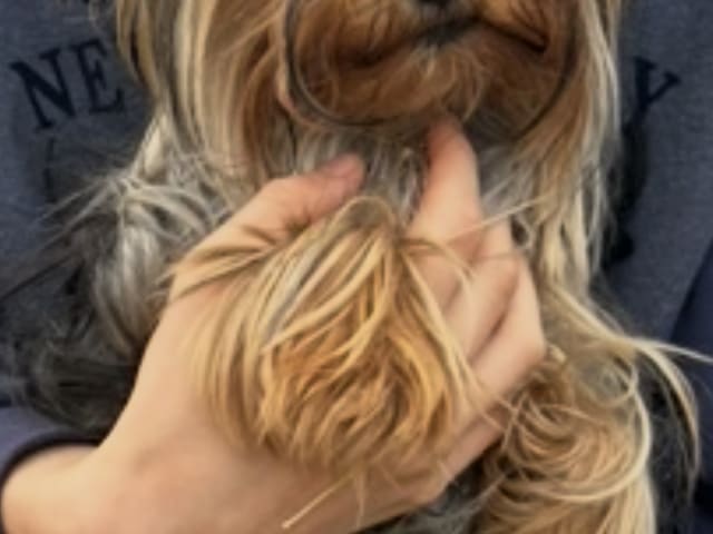 Yorkshire Terrier · Fors · Natalija N.