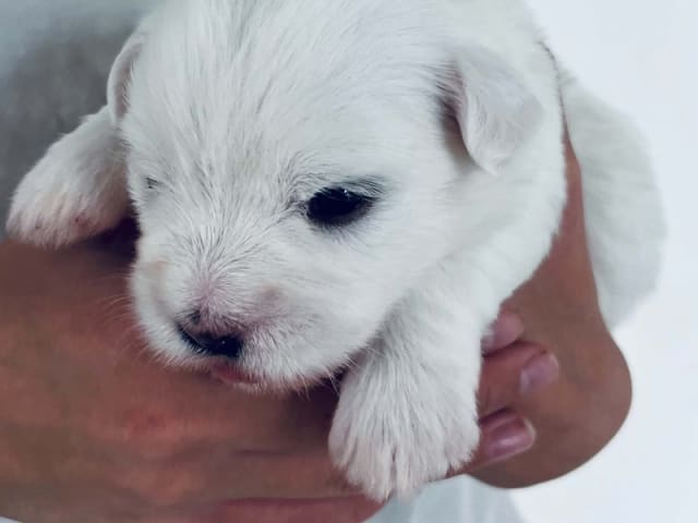 Coton de Tulear · Holstebro · Sara Ruby Jensen