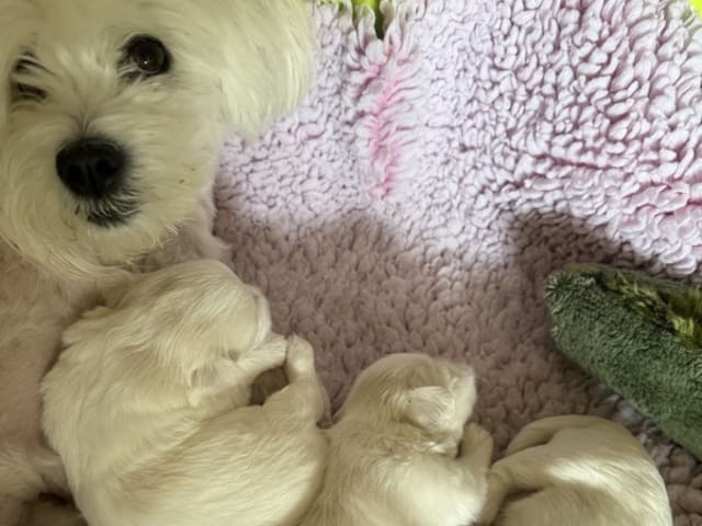 Coton de Tulear