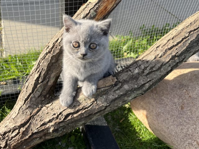 British Shorthair · Beder-Malling · Serine BlueCats