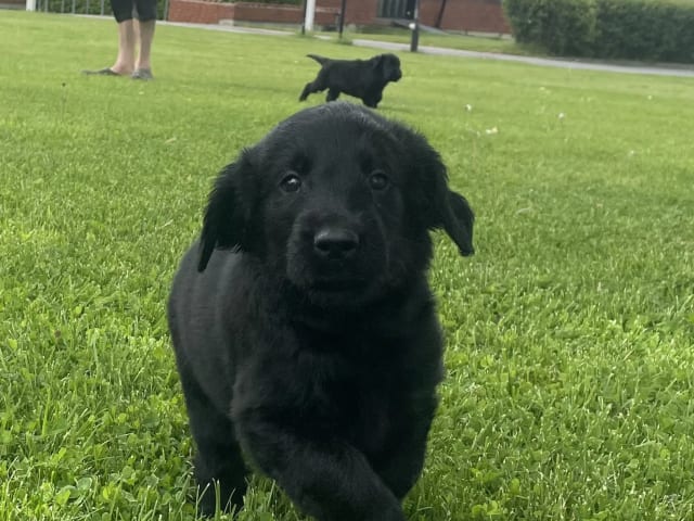 Flat Coated Retriever