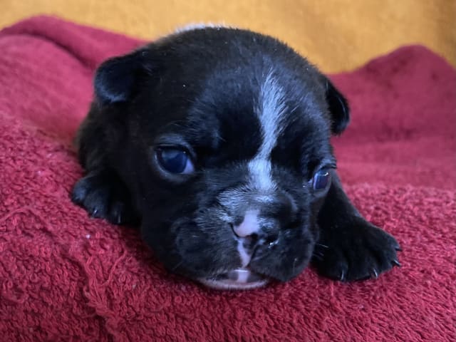 Fransk bulldogg · östervåla · Dexline's