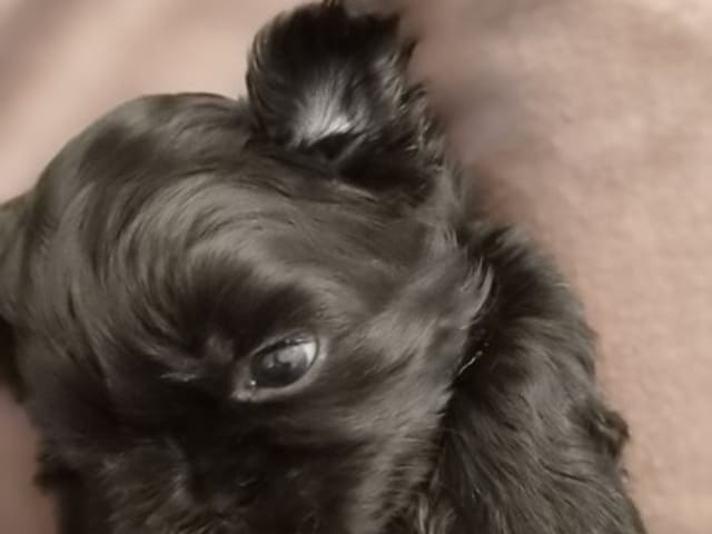 Shih Tzu · Helsinge · House of Shih-Tzu