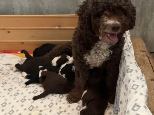 Perro de Agua Espanol · Huglo · Gro Anita Nesse