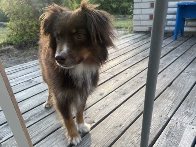 Miniature American Shepherd · Hägersten · Gabriel L.
