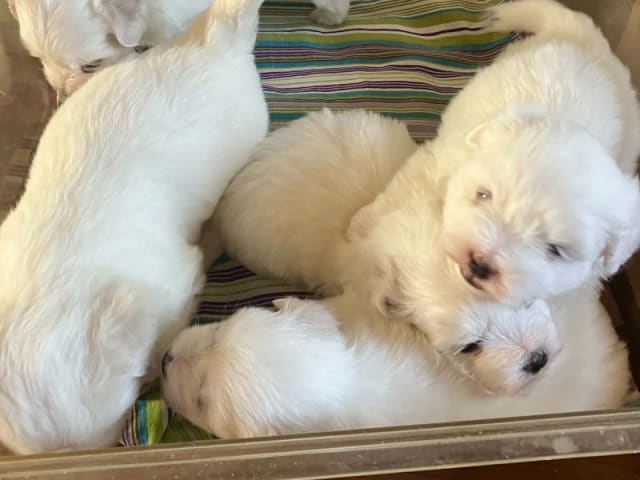 Coton de Tulear · Løgstør · Larissa Lodi Laurien