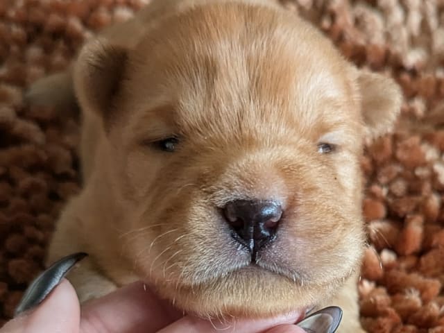 Shar Pei