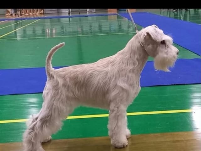 Dvärgschnauzer · Svedala · Tabus Dream