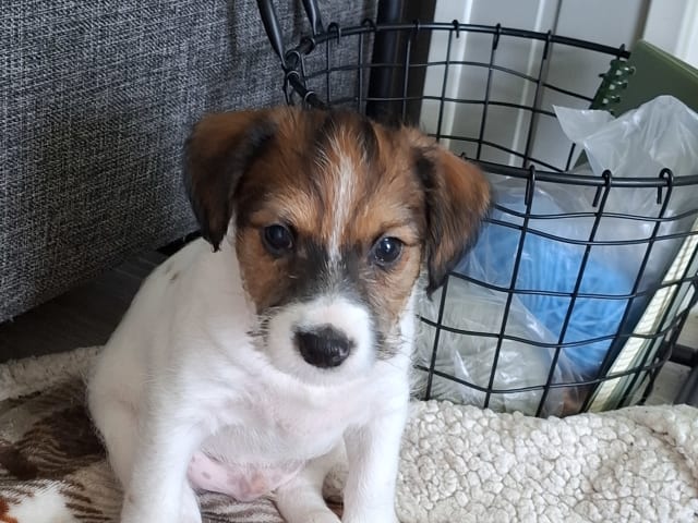 Jack russell terrier · Bjarkøy · Marita M.