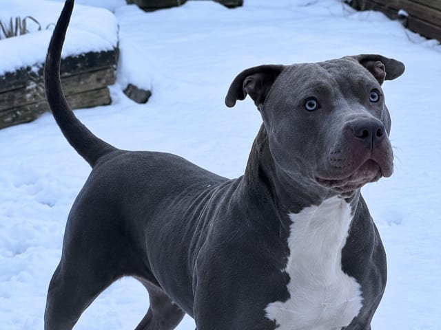 American bully