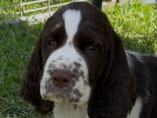 Engelsk springer spaniel · Rockneby · Starflame's