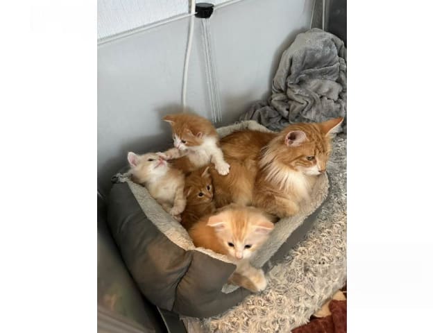 Norsk skogkatt · Hällekis · SE*Kinnekulles