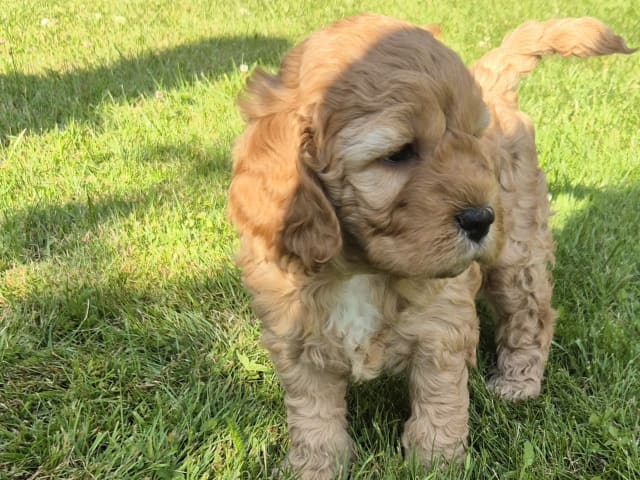 Cockerpoo