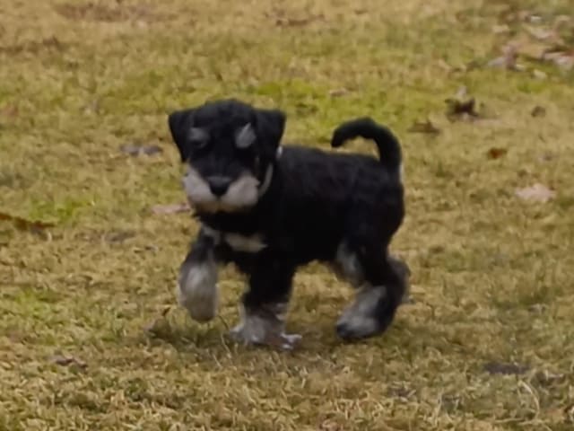 Miniature Schnauzer