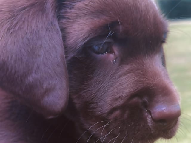 Labrador Retriever