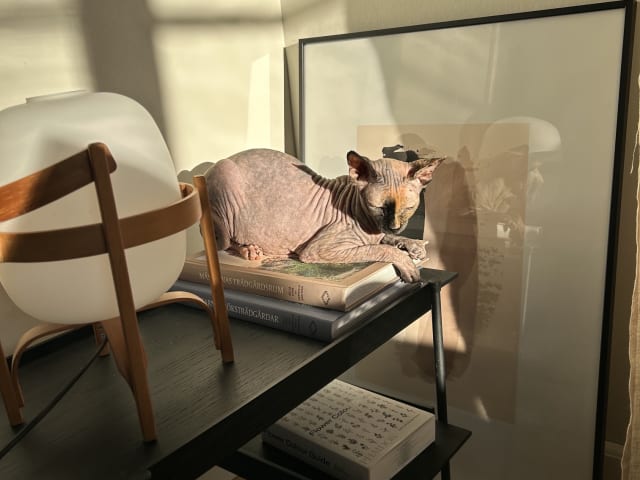 Sphynx · Solna · Kattis B.