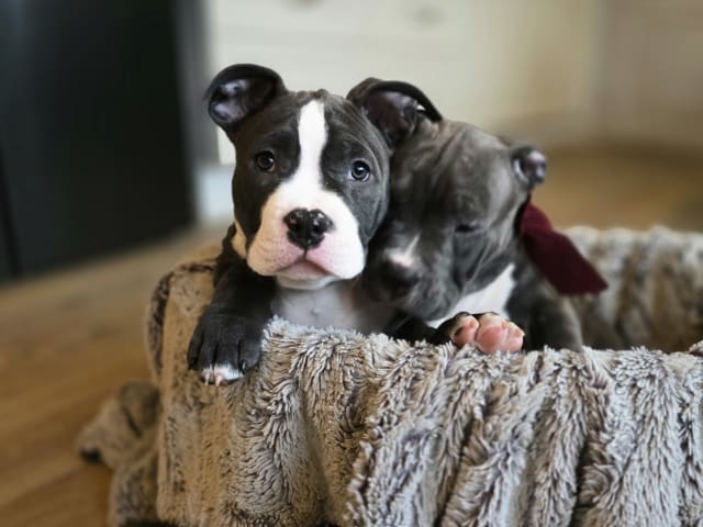 American bully