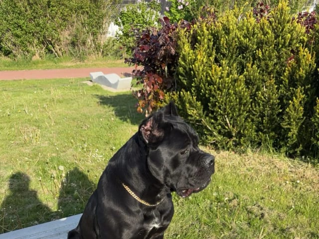 Cane corso · Aalborg · Kasper A.