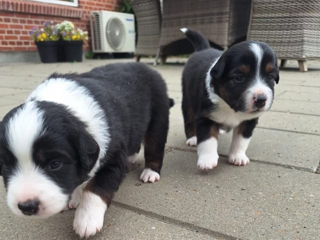 Miniature American Shepherd · Roslev · Anne Lene Lindberg Bundgaard