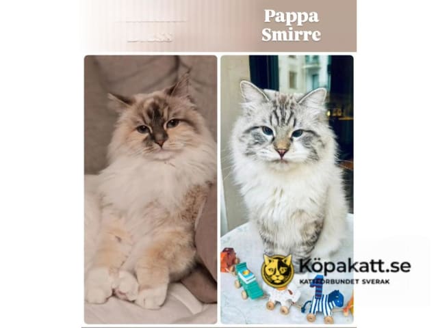 Sibirisk katt · Sollentuna · SE*misMillones