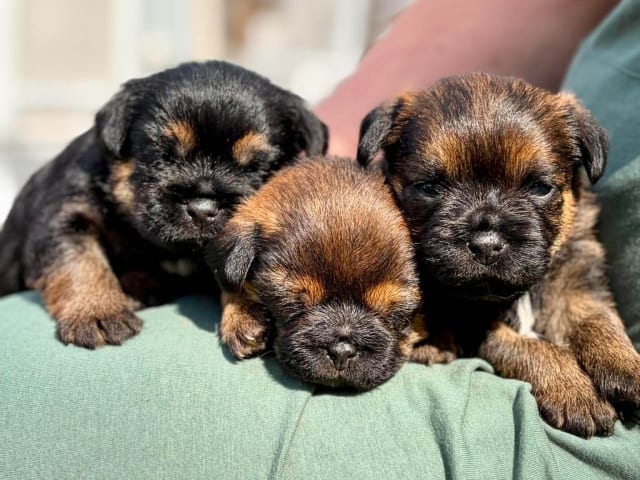 Border Terrier