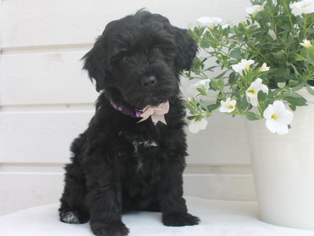 Aussiedoodle