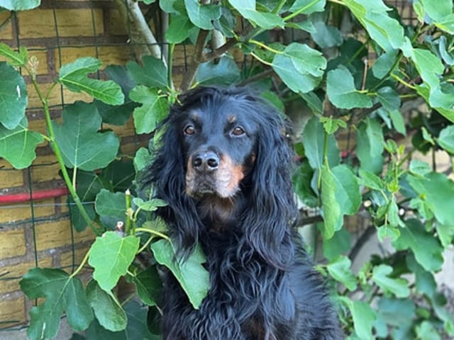 Gordon setter
