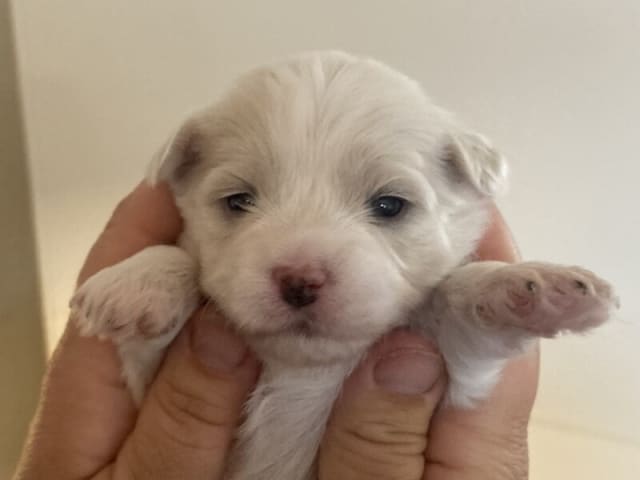 Havanese