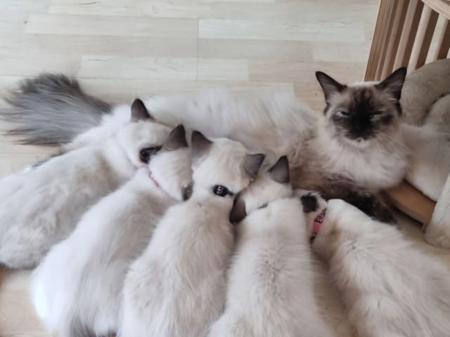Ragdoll · Uppsala · Anna L.