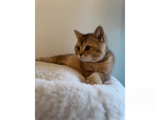 British Shorthair · Skövde · SE*Britessa