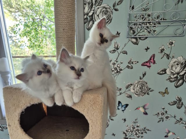 Birman