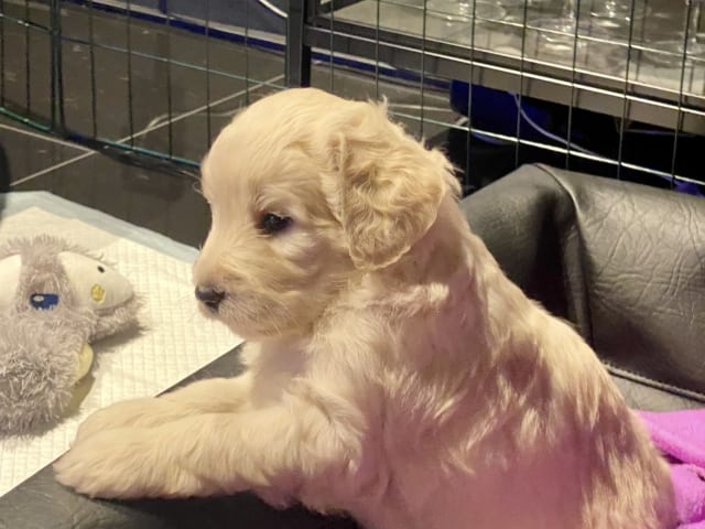 American Bernedoodle - Bernedoodle  /  Labradoodle · Hallstahammar · Smillas doodlar