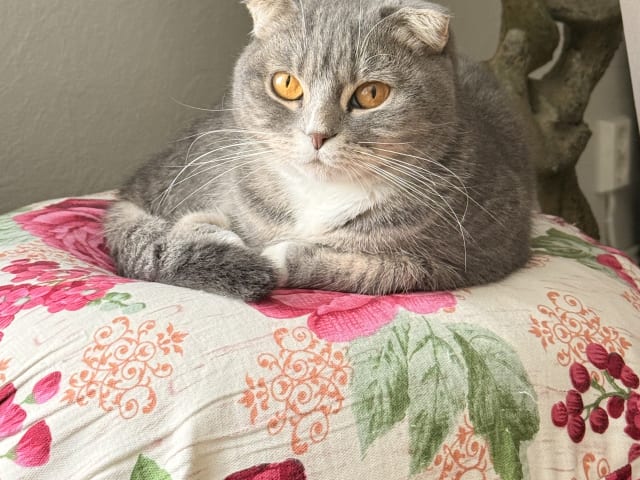 Scottish Fold