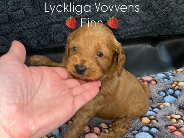 Shihpoo · Nol · Lyckliga Vovven