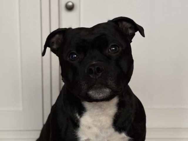 Staffordshire bull terrier