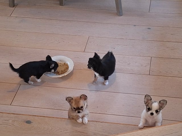 Chihuahua