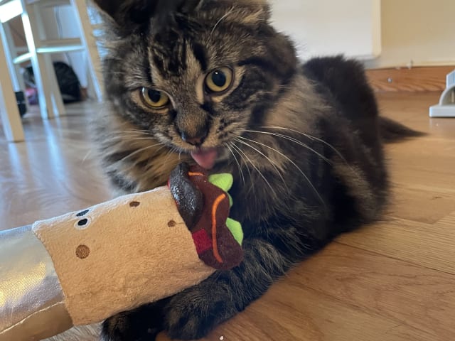 Norwegian Forest